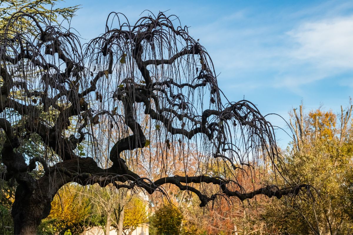 où se promener à Aix en Provence avec son chien